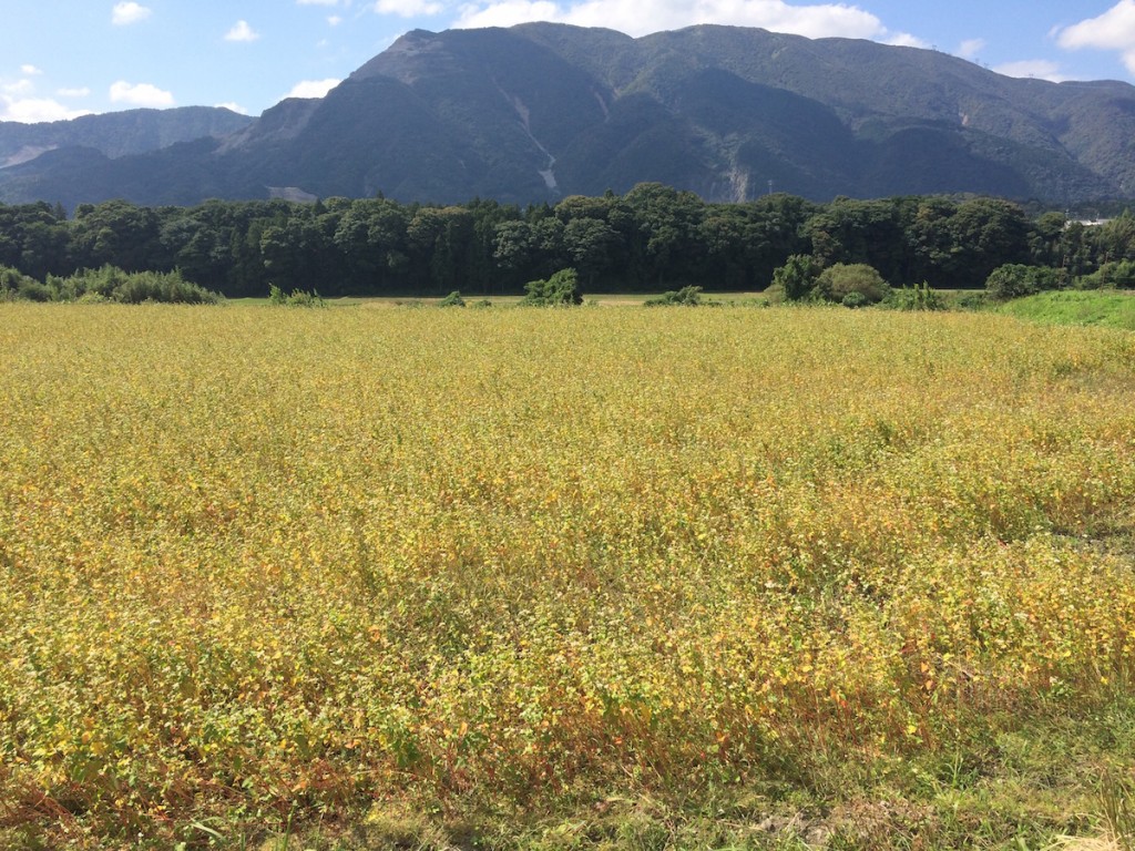 いなべ市藤原町のそば畑。背景は藤原岳 2015年10月6日